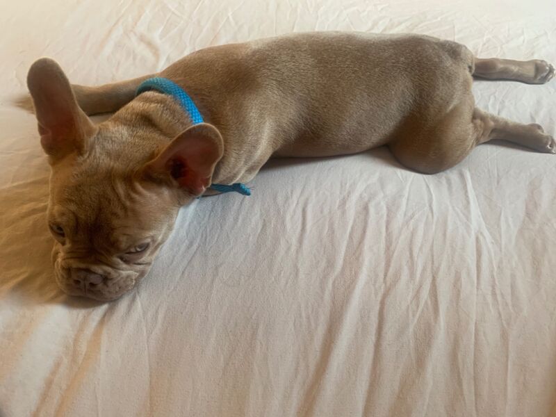 French Bulldog puppies for sale in Rosyth, Fife – KC registered, 1 year old - Image 3 of 3