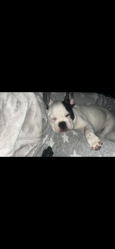 Male French bull dog