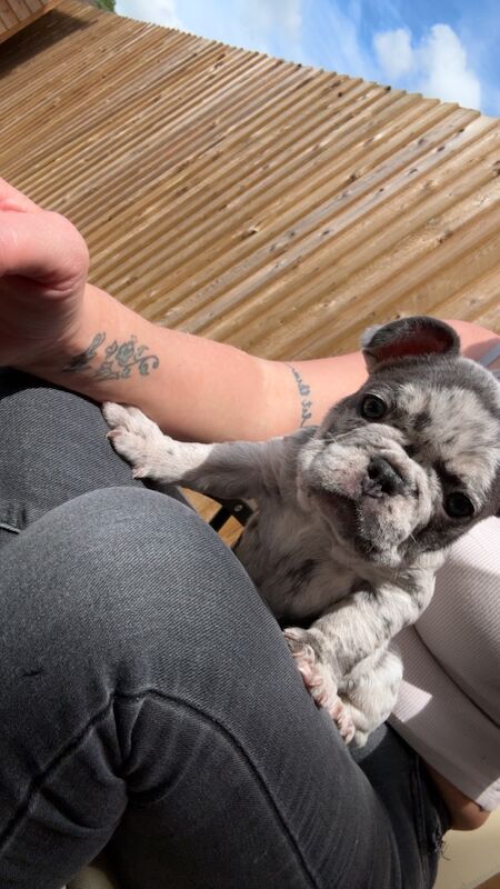 Male French bull dog