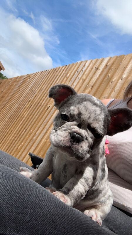 Male French bull dog - Image 2 of 4