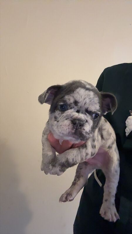 Male French bull dog - Image 4 of 4