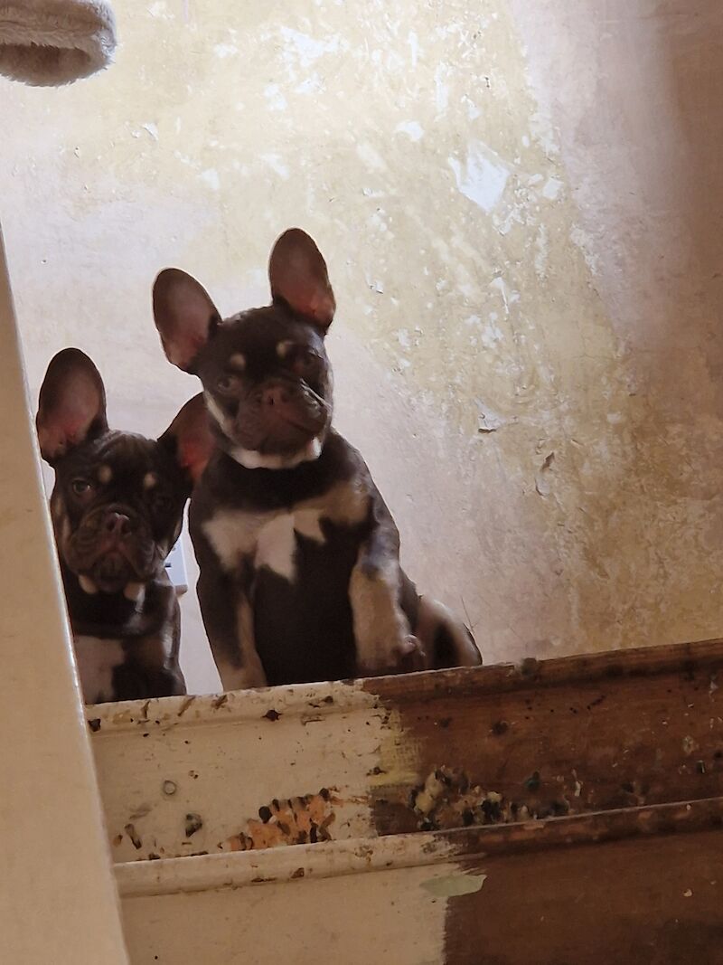 Male french bulldog for sale in Doncaster, South Yorkshire | Image 2