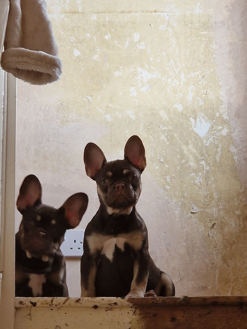 Male french bulldog for sale in Doncaster, South Yorkshire | Image 3