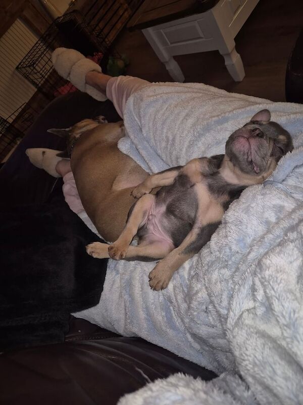 male french bulldog - Image 2 of 3
