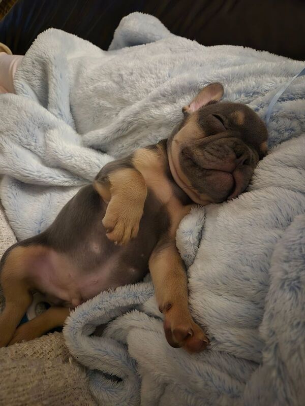 male french bulldog - Image 3 of 3