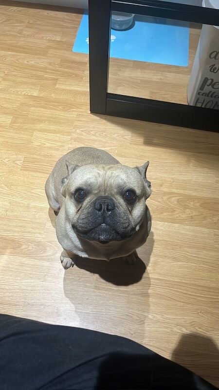 French Bulldog puppies for sale in Newtownabbey, County Antrim – 3 years old