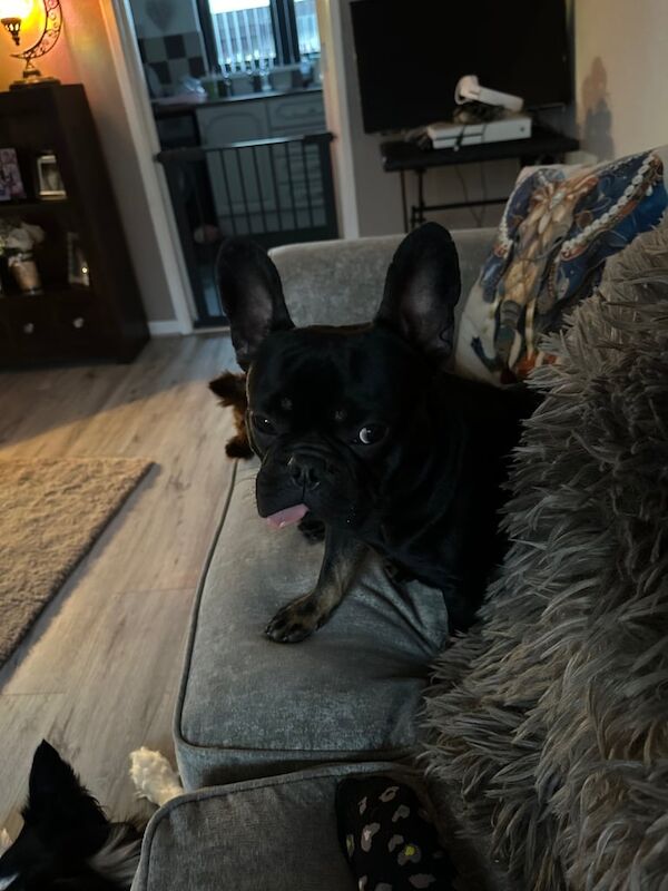 French Bulldog puppies for sale in Newtownabbey, County Antrim – 2 years old - Image 3 of 3