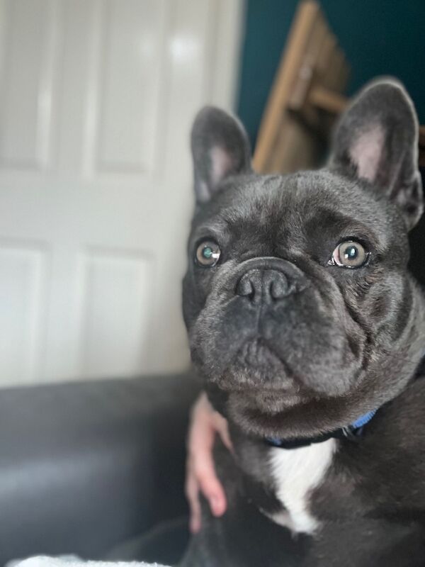 Male French bulldog for sale in Coventry, West Midlands | Image 2
