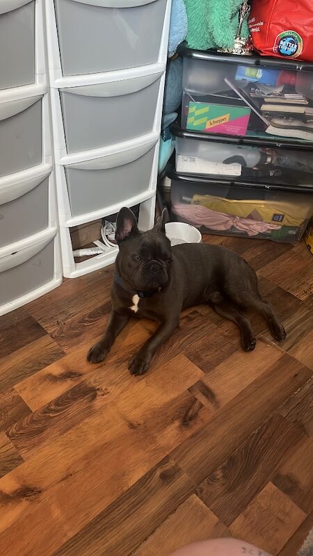 Male French bulldog for sale in Coventry, West Midlands | Image 3