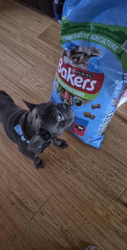 Male french bulldog - Image 2 of 4