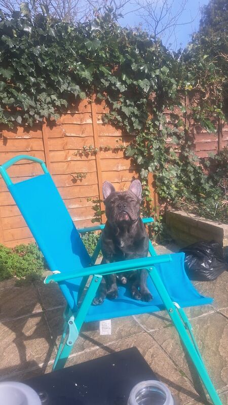 Male french bulldog - Image 3 of 4