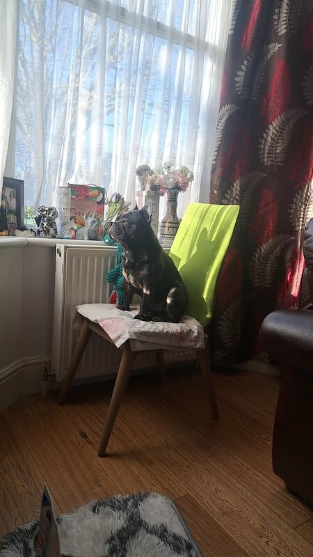 Male french bulldog - Image 4 of 4