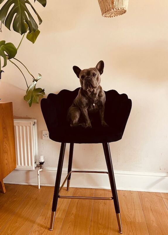 Male French bulldog