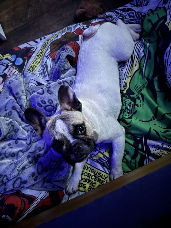 French Bulldog puppies for sale in Longtown, Cumbria – KC registered, 1 year old - Image 2 of 9
