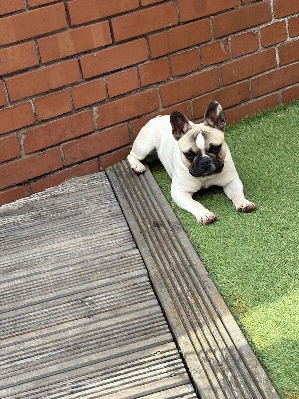 French Bulldog puppies for sale in Longtown, Cumbria – KC registered, 1 year old - Image 3 of 9