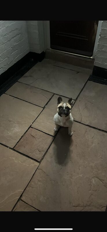 French Bulldog puppies for sale in Longtown, Cumbria – KC registered, 1 year old - Image 5 of 9