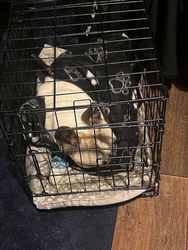 French Bulldog puppies for sale in Longtown, Cumbria – KC registered, 1 year old - Image 6 of 9