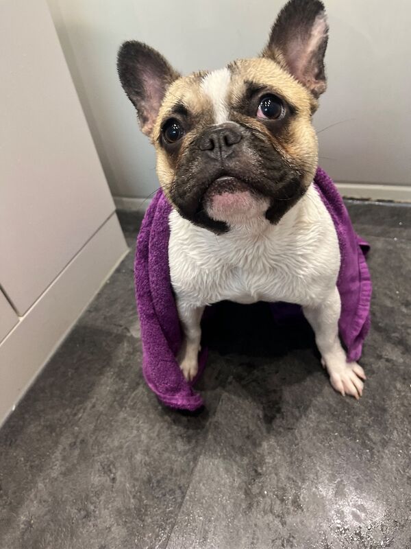 French Bulldog puppies for sale in Longtown, Cumbria – KC registered, 1 year old - Image 7 of 9