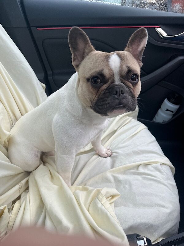 French Bulldog puppies for sale in Longtown, Cumbria – KC registered, 1 year old - Image 8 of 9