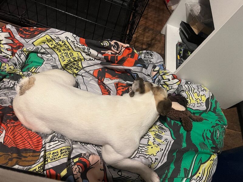 French Bulldog puppies for sale in Longtown, Cumbria – KC registered, 1 year old - Image 9 of 9