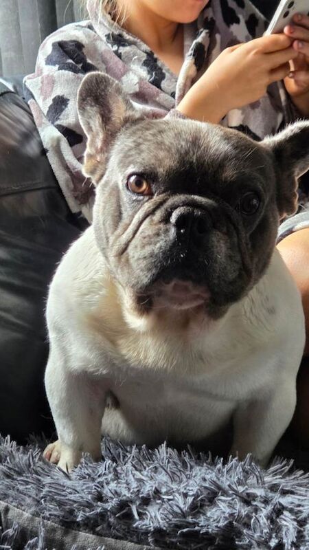 Male french bulldog blue merl pied lovely dog
