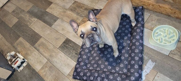French Bulldog puppies for sale in Darlington, Durham – 4 years old