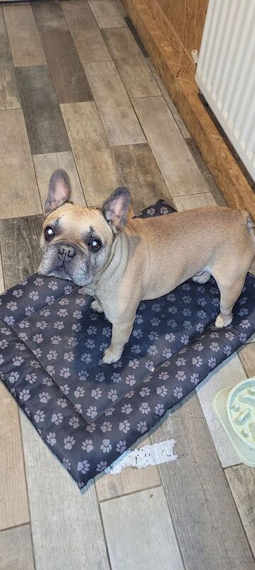 French Bulldog puppies for sale in Darlington, Durham – 4 years old - Image 2 of 3