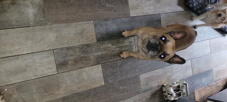French Bulldog puppies for sale in Darlington, Durham – 4 years old - Image 3 of 3