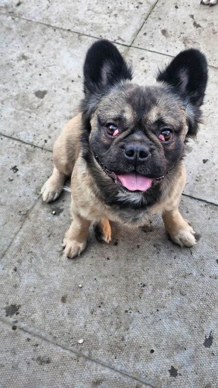 Frenchie Puppies For Sale