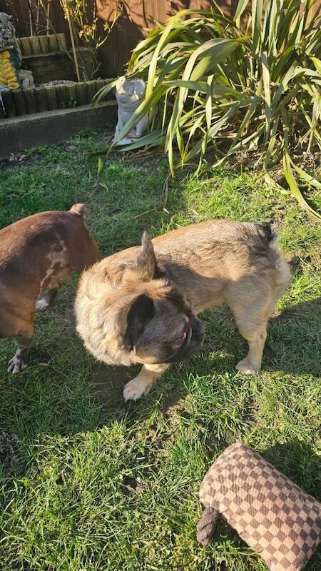 Male french bulldog for sale - Image 2 of 3
