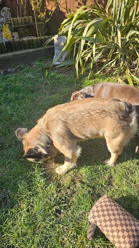 Male french bulldog for sale - Image 3 of 3