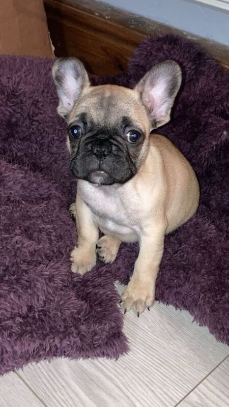Frenchie Puppies For Sale