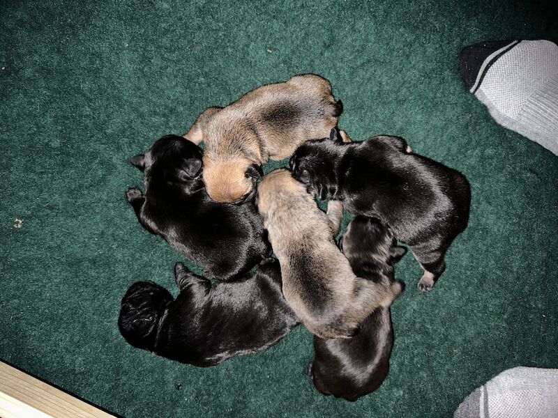 Male French bulldog puppies for sale in Chichester, West Sussex | Image 3