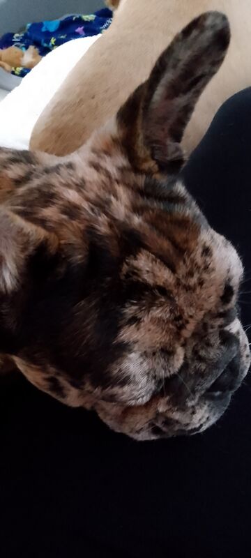 Male french bulldog puppy for sale in Coventry, West Midlands | Image 2