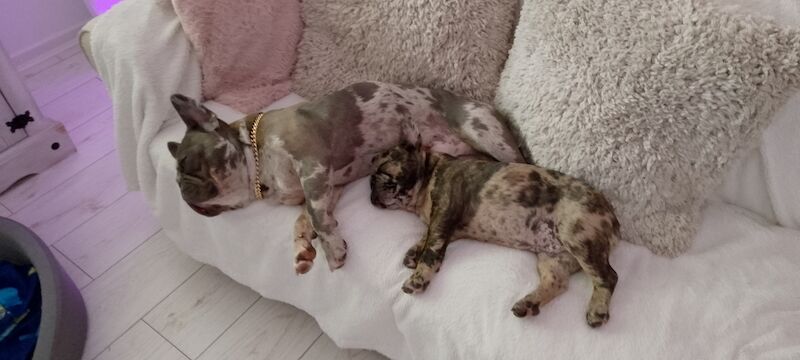 Male french bulldog puppy for sale in Coventry, West Midlands | Image 3
