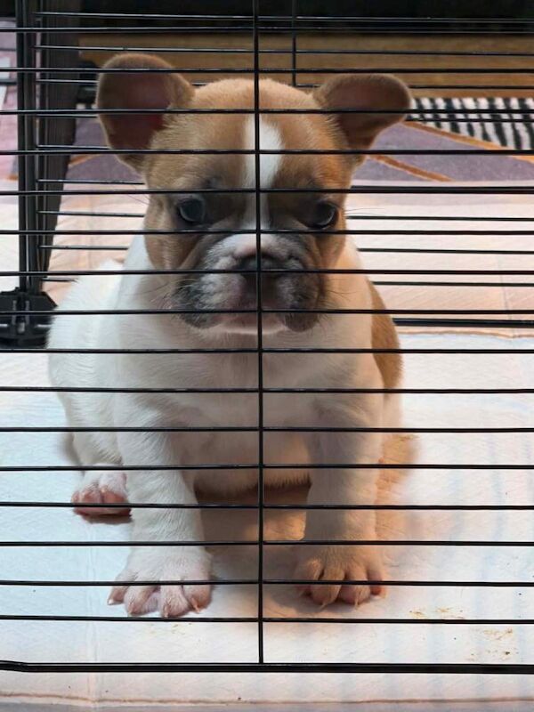Male French Bulldog puppy