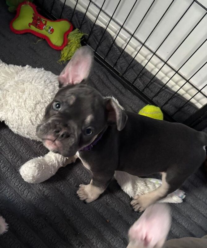 Male French Bulldogs