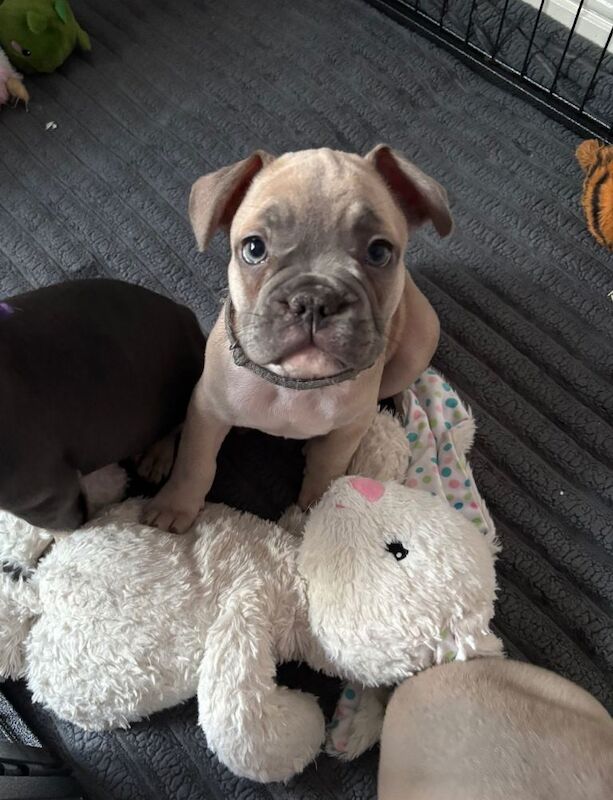 Male French Bulldogs - Image 2 of 3