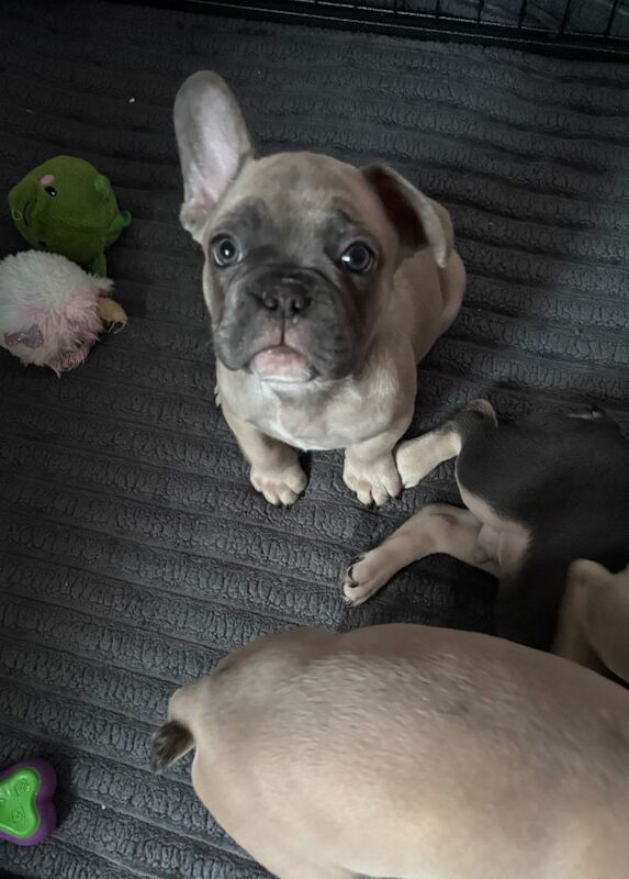 Male French Bulldogs - Image 3 of 3