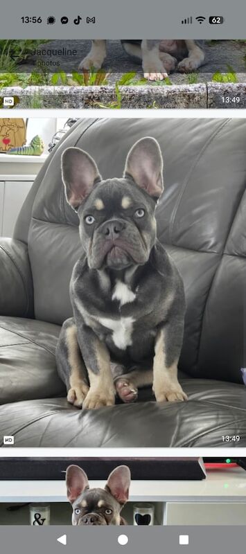 French Bulldog puppies for sale in Kilmarnock, Ayrshire and Arran – KC registered, 6 months old