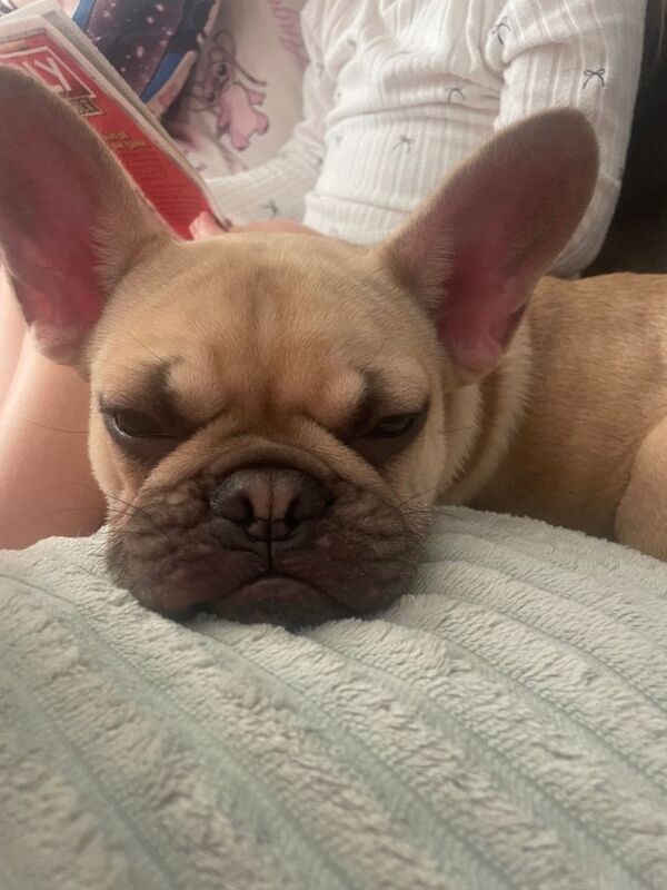 Frenchie Puppies For Sale