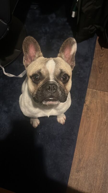 French Bulldog puppies for sale in Carlisle, Cumbria – KC registered, 9 months old