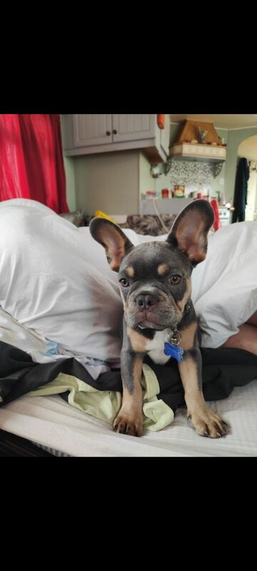 French Bulldog puppies for sale in Redditch, Worcestershire – 3 months old