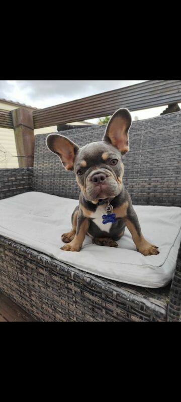 French Bulldog puppies for sale in Redditch, Worcestershire – 3 months old - Image 2 of 5