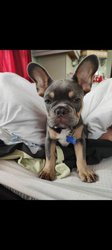 French Bulldog puppies for sale in Redditch, Worcestershire – 3 months old - Image 3 of 5