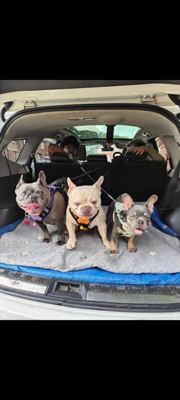 French Bulldog puppies for sale in Redditch, Worcestershire – 3 months old - Image 4 of 5