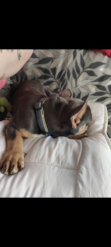 French Bulldog puppies for sale in Redditch, Worcestershire – 3 months old - Image 5 of 5