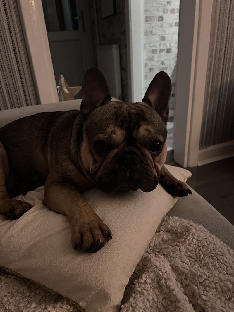 French Bulldog puppies for sale in Birmingham, West Midlands – 4 years old - Image 5 of 15