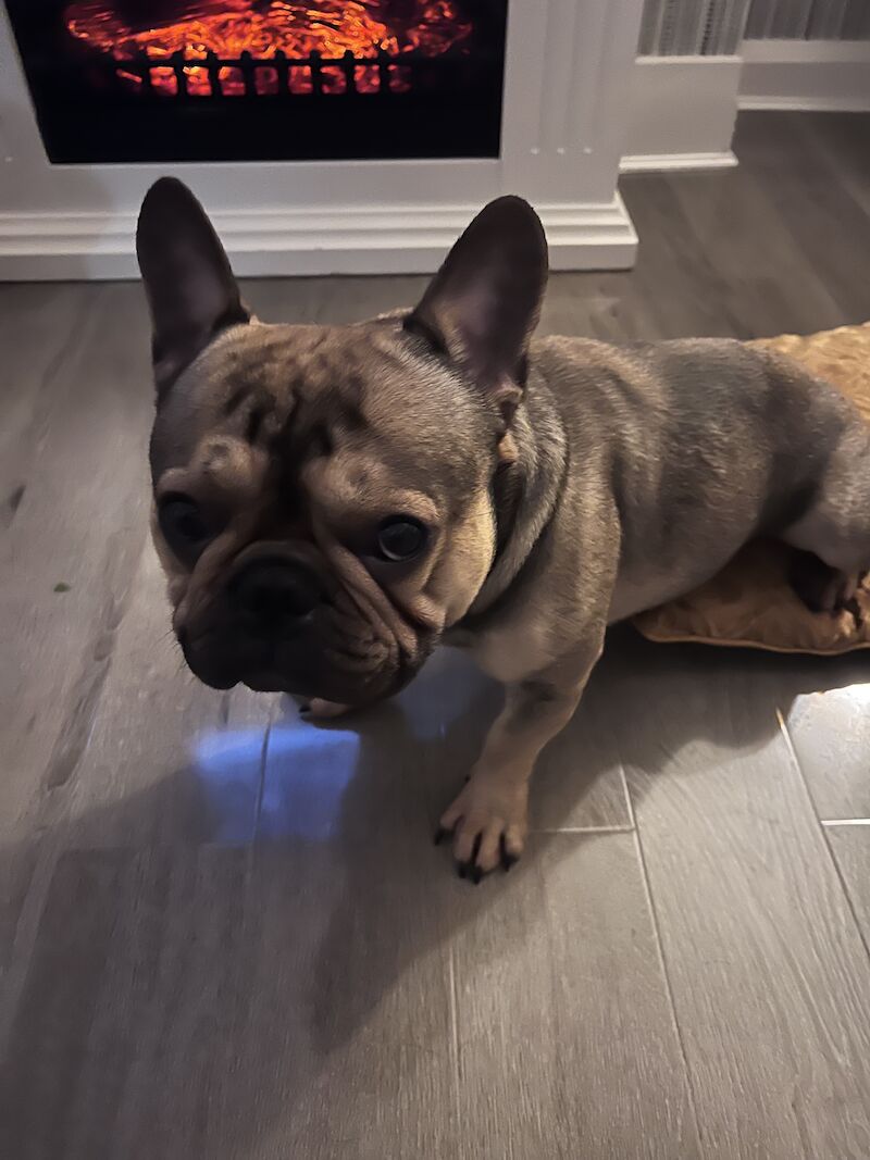 French Bulldog puppies for sale in Birmingham, West Midlands – 4 years old - Image 6 of 15