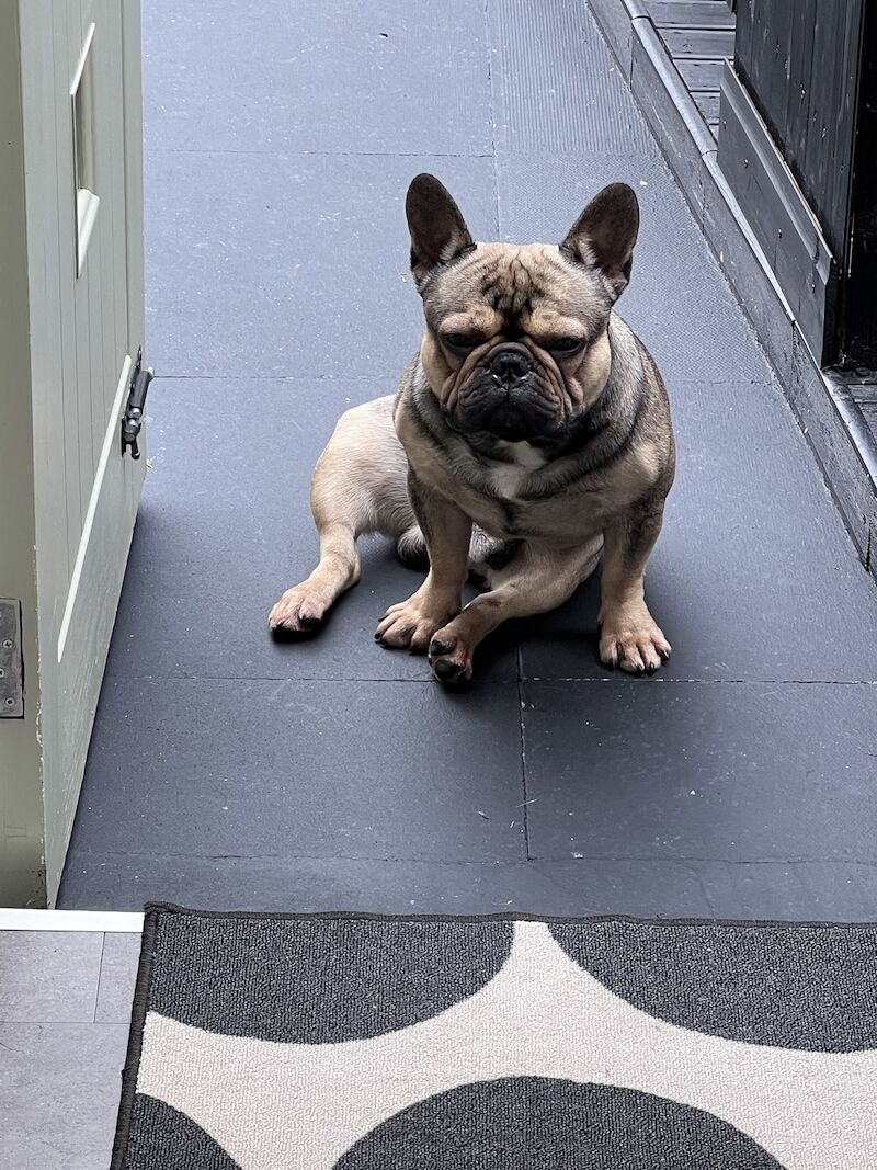 French Bulldog puppies for sale in Birmingham, West Midlands – 4 years old - Image 8 of 15